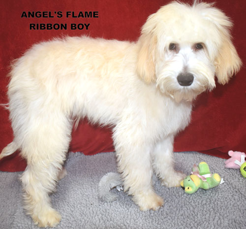 australian labradoodle
